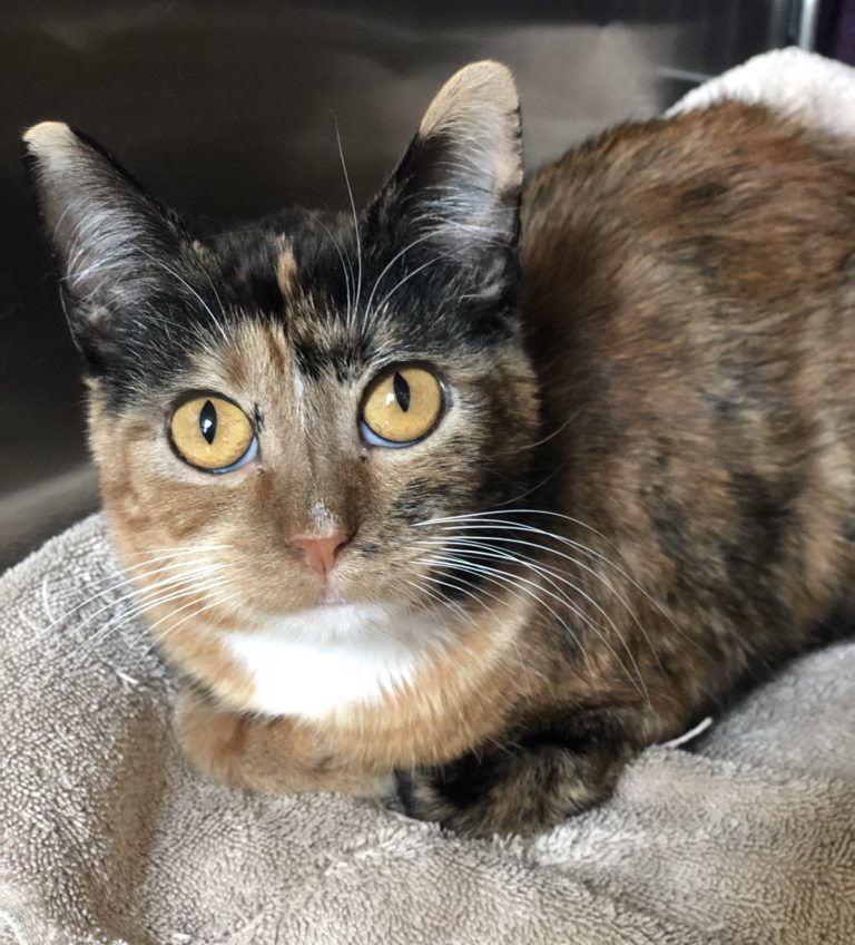 Cats rescued